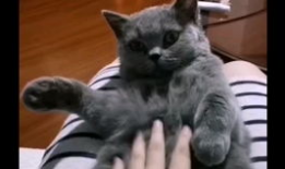 蓝猫视频,探索奇幻世界，畅游知识海洋